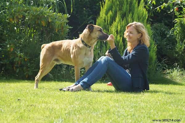 Shocking:A Stray Dog Waits 6 Months for an Air Hostess in Front of Her Hotel. 