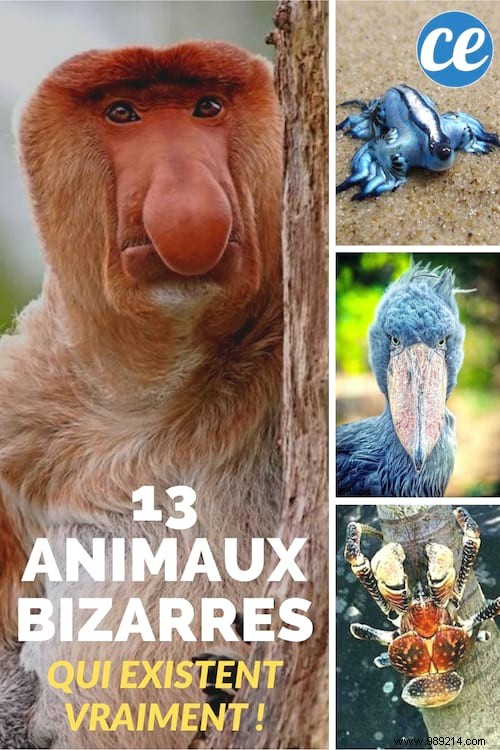 13 Bizarre Animals That REALLY Exist! 