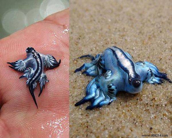 13 Bizarre Animals That REALLY Exist! 