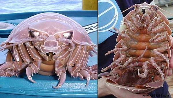 13 Bizarre Animals That REALLY Exist! 