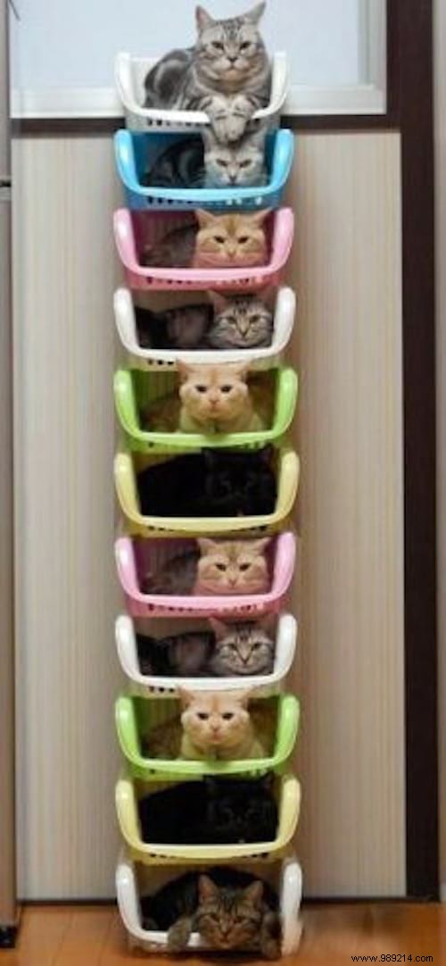 The 20 Best Cat Trees That All Cats Dream Of Having! 