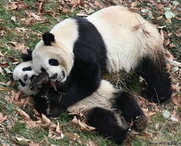 30 Pets Caught Cuddled. This is so cute ! 