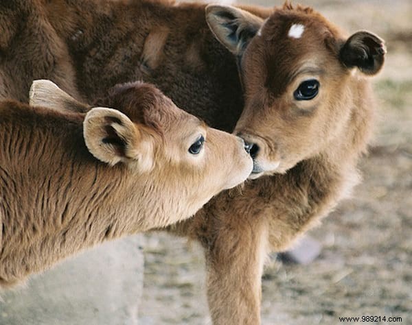 30 Pets Caught Cuddled. This is so cute ! 