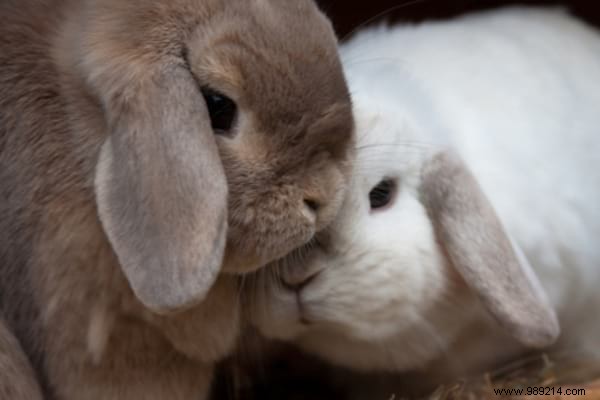 30 Pets Caught Cuddled. This is so cute ! 