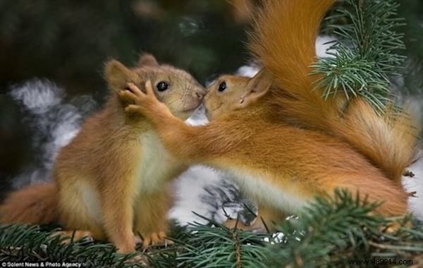 30 Pets Caught Cuddled. This is so cute ! 