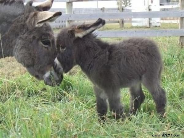 30 Pets Caught Cuddled. This is so cute ! 