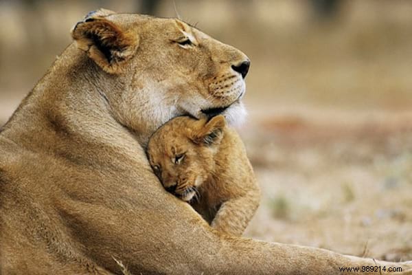 30 Pets Caught Cuddled. This is so cute ! 