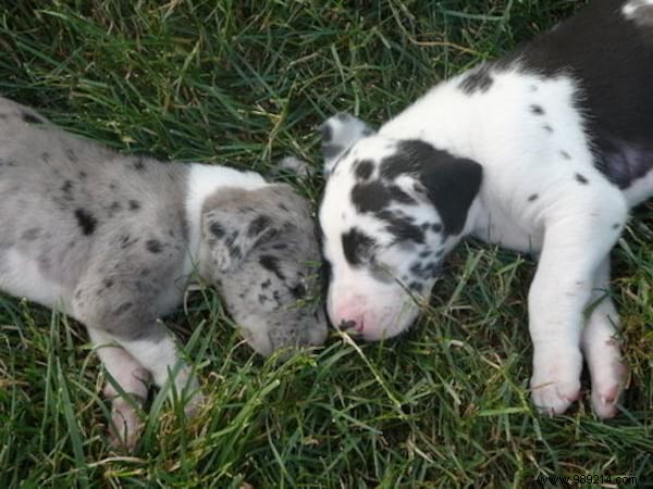 30 Pets Caught Cuddled. This is so cute ! 