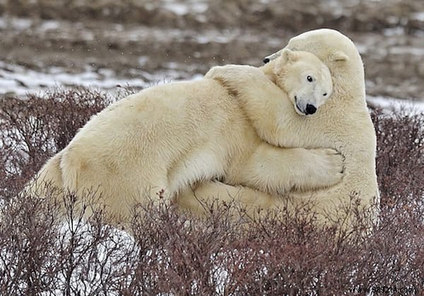 30 Pets Caught Cuddled. This is so cute ! 