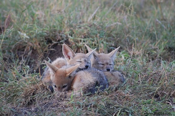 30 Pets Caught Cuddled. This is so cute ! 