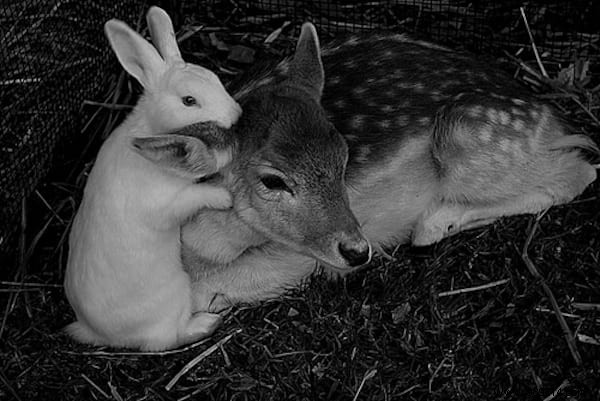 30 Pets Caught Cuddled. This is so cute ! 