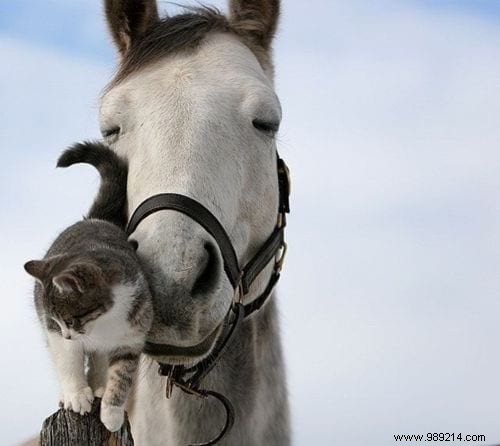 30 Pets Caught Cuddled. This is so cute ! 