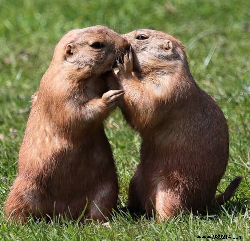 30 Pets Caught Cuddled. This is so cute ! 