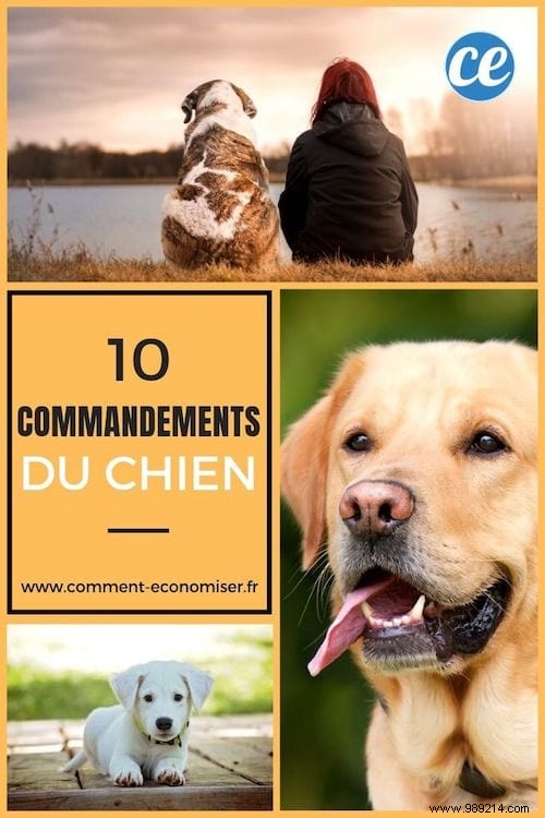 The 10 Dog Commandments Everyone Should Know. 