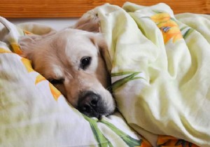 5 Good Reasons To Sleep With Your Dog. 