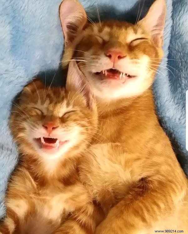 31 Photos Of Sleeping Cats That Will Make You Smile For The Day. 