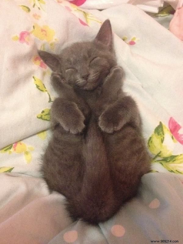 31 Photos Of Sleeping Cats That Will Make You Smile For The Day. 