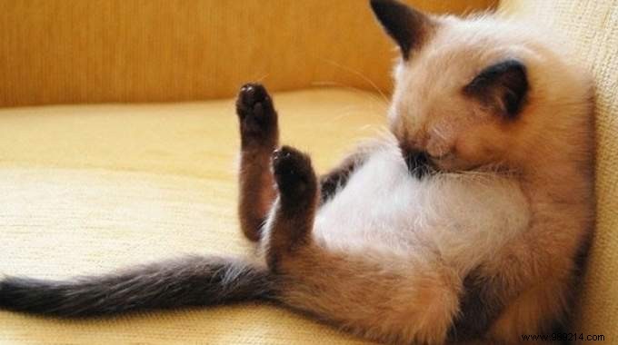 31 Photos Of Sleeping Cats That Will Make You Smile For The Day. 