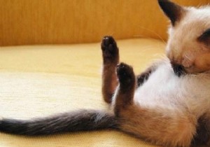 31 Photos Of Sleeping Cats That Will Make You Smile For The Day. 