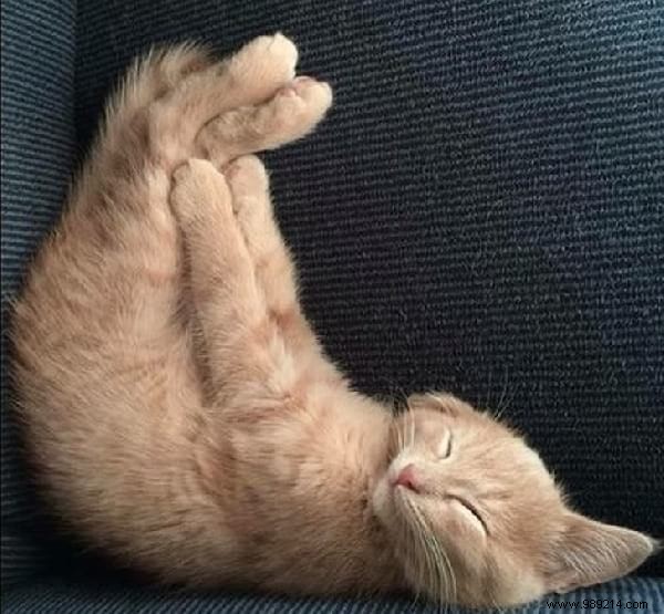 31 Photos Of Sleeping Cats That Will Make You Smile For The Day. 