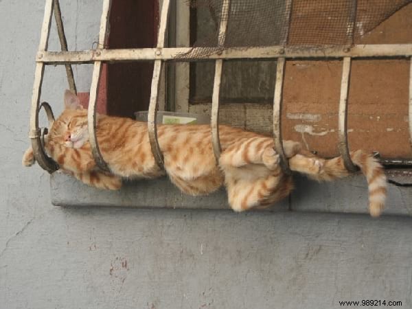 31 Photos Of Sleeping Cats That Will Make You Smile For The Day. 