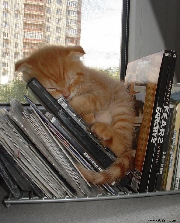 31 Photos Of Sleeping Cats That Will Make You Smile For The Day. 