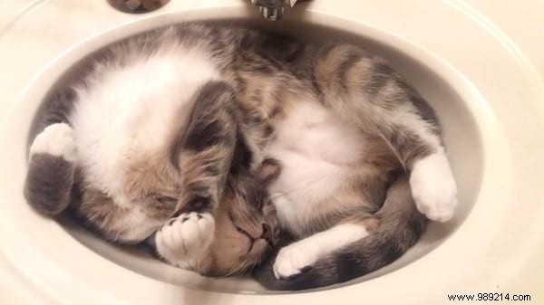 31 Photos Of Sleeping Cats That Will Make You Smile For The Day. 