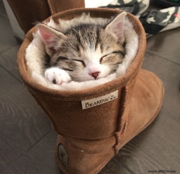 31 Photos Of Sleeping Cats That Will Make You Smile For The Day. 