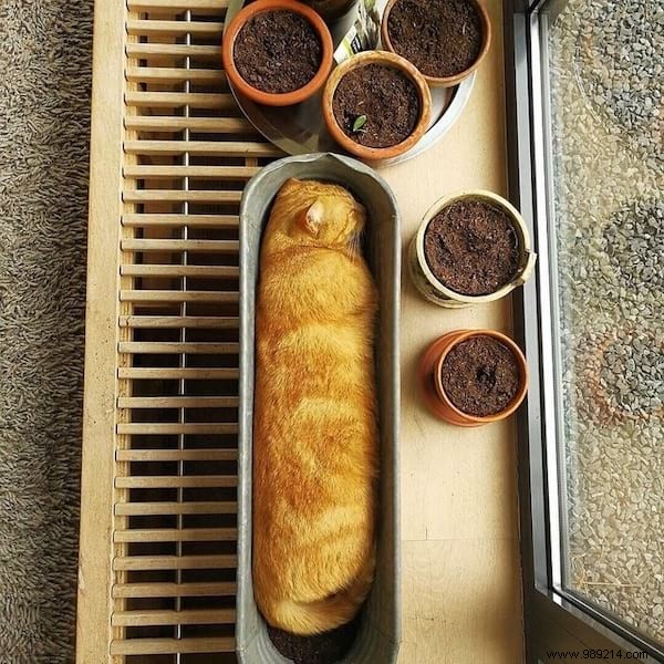 31 Photos Of Sleeping Cats That Will Make You Smile For The Day. 