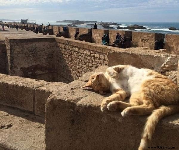 31 Photos Of Sleeping Cats That Will Make You Smile For The Day. 