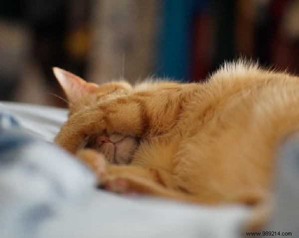 31 Photos Of Sleeping Cats That Will Make You Smile For The Day. 