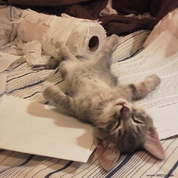 31 Photos Of Sleeping Cats That Will Make You Smile For The Day. 