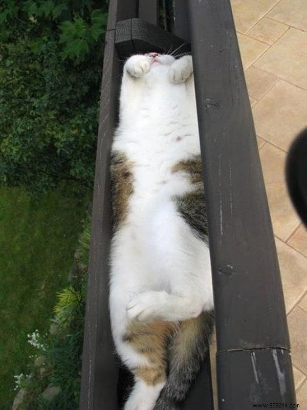 31 Photos Of Sleeping Cats That Will Make You Smile For The Day. 