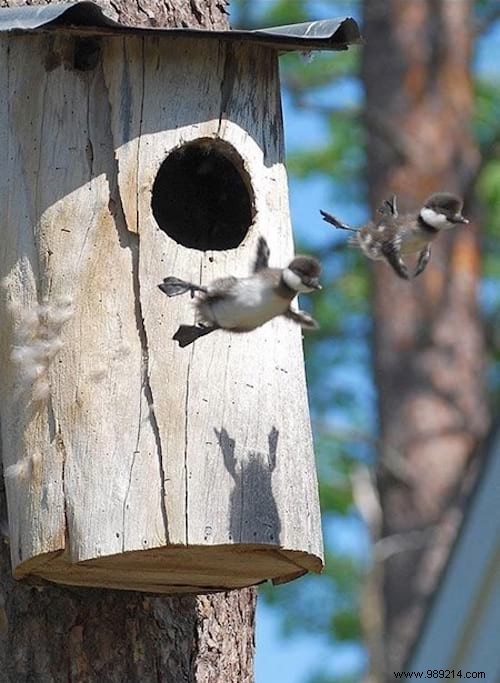 19 Photos Of Animals Discovering Something For The Very First Time. 