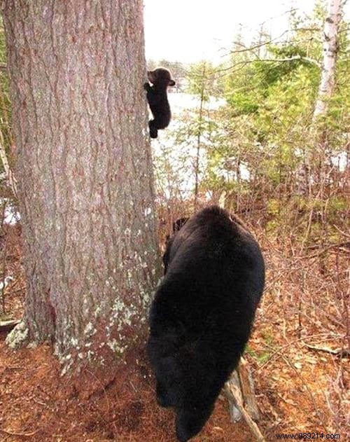 19 Photos Of Animals Discovering Something For The Very First Time. 