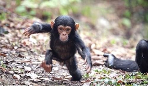 19 Photos Of Animals Discovering Something For The Very First Time. 