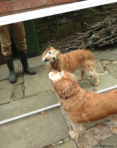 19 Photos Of Animals Discovering Something For The Very First Time. 