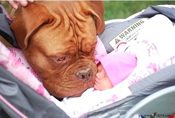 19 Photos Of Animals Discovering Something For The Very First Time. 