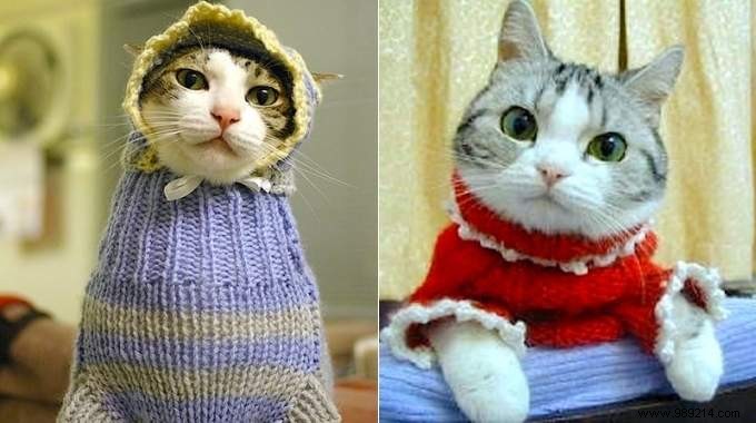 108 Photos of Cats With Their Cute Little Sweaters. 