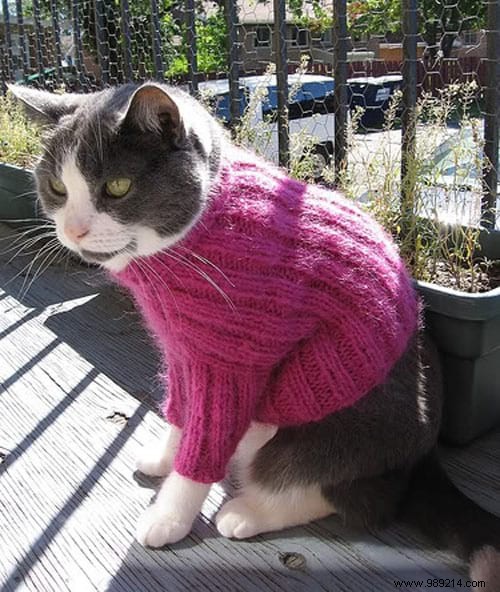 108 Photos of Cats With Their Cute Little Sweaters. 