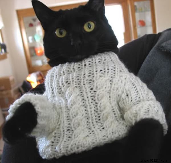 108 Photos of Cats With Their Cute Little Sweaters. 