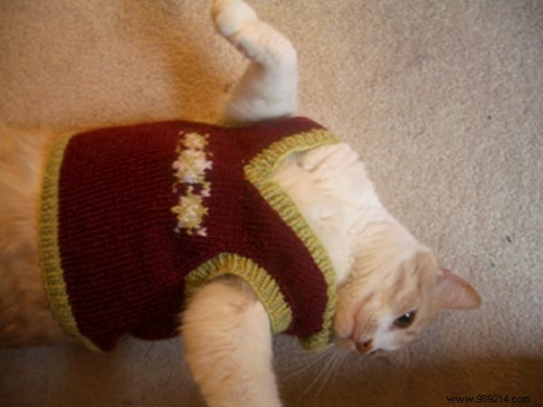 108 Photos of Cats With Their Cute Little Sweaters. 