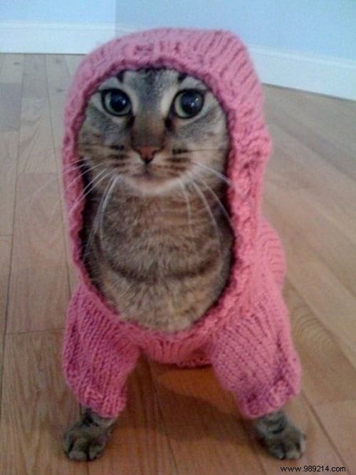 108 Photos of Cats With Their Cute Little Sweaters. 