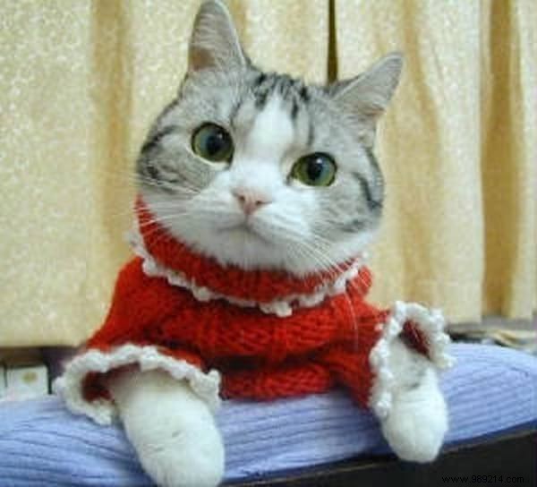 108 Photos of Cats With Their Cute Little Sweaters. 