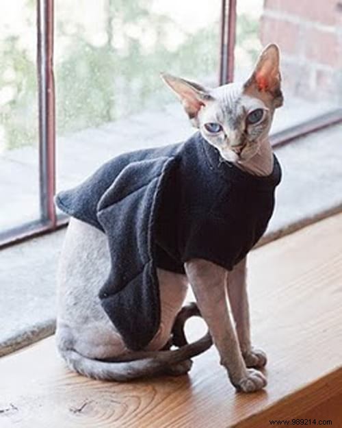 108 Photos of Cats With Their Cute Little Sweaters. 