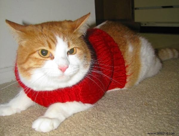 108 Photos of Cats With Their Cute Little Sweaters. 