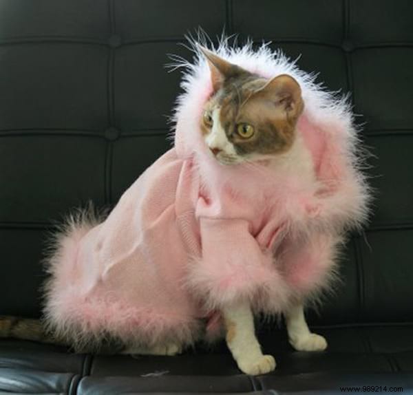 108 Photos of Cats With Their Cute Little Sweaters. 