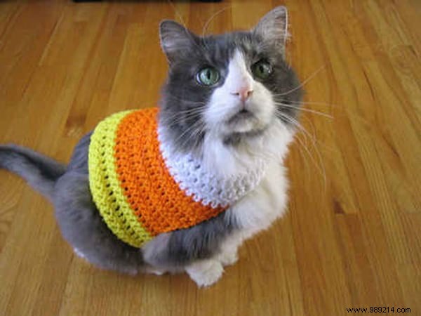 108 Photos of Cats With Their Cute Little Sweaters. 