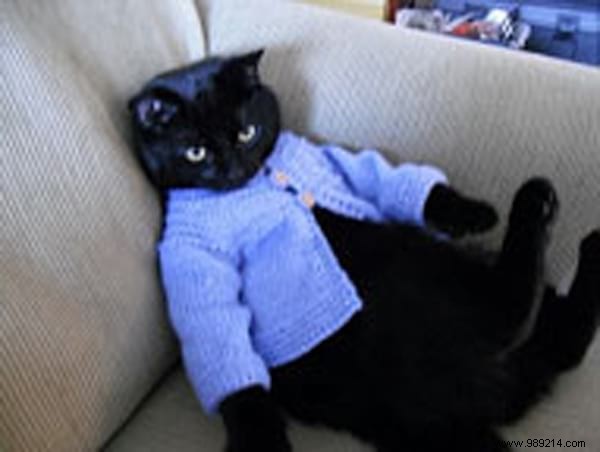 108 Photos of Cats With Their Cute Little Sweaters. 