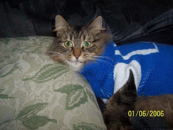 108 Photos of Cats With Their Cute Little Sweaters. 